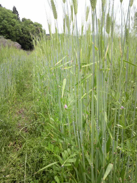 新鮮な麦 みたい な 雑草 最高の花の画像