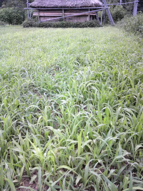 雑草と競合。右にヒマワリが二列、その左にアワが12列