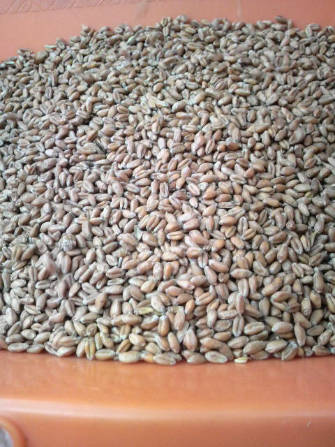 籾ピカで選別した小麦
